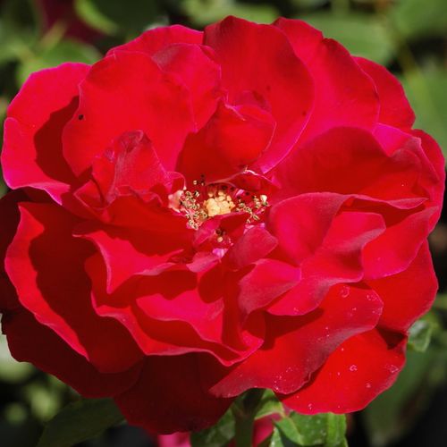 E-commerce, vendita, rose, in, vaso rose climber - rosso - Rosa Santana® - rosa dal profumo discreto - Mathias Tantau, Jr. - ,-